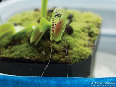 生物电极：用 Arduino 遥控“捕蝇草” 